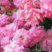 ヒメ日記 2025/12/13 15:36 投稿 マリ 角海老石亭