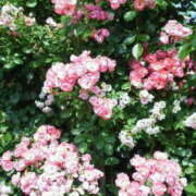 ヒメ日記 2025/12/18 16:33 投稿 マリ 角海老石亭