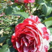 ヒメ日記 2025/12/20 15:44 投稿 マリ 角海老石亭