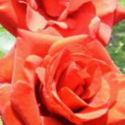 ヒメ日記 2025/12/27 16:15 投稿 マリ 角海老石亭