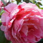 ヒメ日記 2026/01/10 16:08 投稿 マリ 角海老石亭