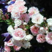 ヒメ日記 2026/01/17 15:54 投稿 マリ 角海老石亭