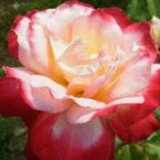 ヒメ日記 2026/01/22 16:16 投稿 マリ 角海老石亭