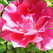 ヒメ日記 2026/01/24 15:55 投稿 マリ 角海老石亭