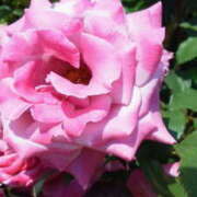 ヒメ日記 2026/01/29 16:18 投稿 マリ 角海老石亭