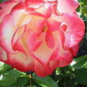 ヒメ日記 2026/01/31 15:53 投稿 マリ 角海老石亭