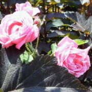 ヒメ日記 2026/02/05 16:41 投稿 マリ 角海老石亭