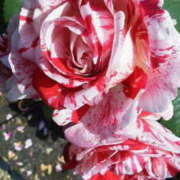 ヒメ日記 2026/02/07 15:54 投稿 マリ 角海老石亭