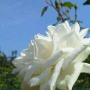 ヒメ日記 2026/02/12 16:06 投稿 マリ 角海老石亭