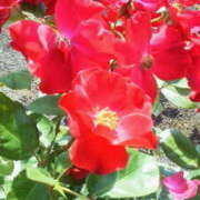 ヒメ日記 2026/02/19 16:09 投稿 マリ 角海老石亭