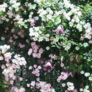 ヒメ日記 2026/03/05 16:26 投稿 マリ 角海老石亭