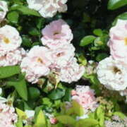 ヒメ日記 2026/04/02 15:57 投稿 マリ 角海老石亭