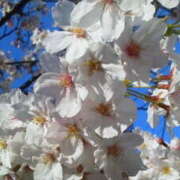 ヒメ日記 2026/04/04 15:57 投稿 マリ 角海老石亭