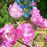 ヒメ日記 2026/04/09 16:40 投稿 マリ 角海老石亭