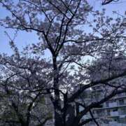 ヒメ日記 2026/04/03 18:06 投稿 セナ 角海老石亭