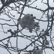 ヒメ日記 2026/03/25 10:07 投稿 キララ 角海老石亭