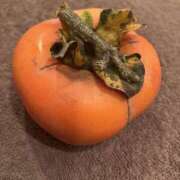 ヒメ日記 2025/11/03 13:00 投稿 こうめ 角海老石亭