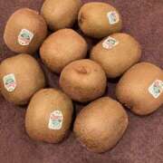 ヒメ日記 2025/11/16 13:00 投稿 こうめ 角海老石亭