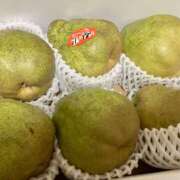 ヒメ日記 2025/11/17 13:00 投稿 こうめ 角海老石亭