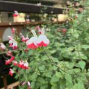 ヒメ日記 2025/11/23 13:00 投稿 こうめ 角海老石亭