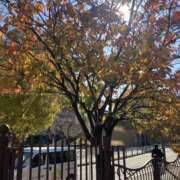 ヒメ日記 2025/11/24 13:00 投稿 こうめ 角海老石亭