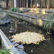 ヒメ日記 2025/12/09 10:00 投稿 こうめ 角海老石亭