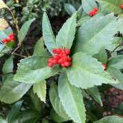 ヒメ日記 2025/12/28 13:00 投稿 こうめ 角海老石亭