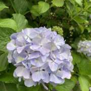 ヒメ日記 2025/06/11 11:57 投稿 かおる 奥鉄オクテツ東京店（デリヘル市場）