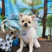 ヒメ日記 2025/07/14 19:22 投稿 さくら ラ・タンゴ