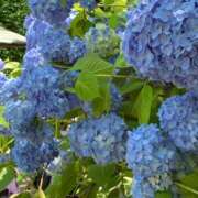 ヒメ日記 2025/05/25 06:52 投稿 藤井まどか プレジデントクラブ