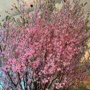 ヒメ日記 2025/04/11 07:55 投稿 ゆうこ 熟女家 堺東店