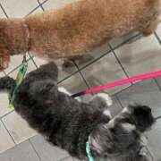 ヒメ日記 2025/05/28 17:44 投稿 鈴白　ひな 庵（いおり）