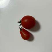 ヒメ日記 2025/10/24 18:00 投稿 鈴白　ひな 庵（いおり）