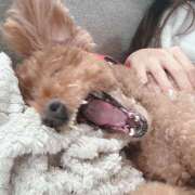 ヒメ日記 2025/12/31 01:00 投稿 鈴白　ひな 庵（いおり）