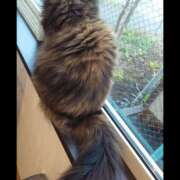 MoRe 猫のしっぽって可愛すぎる💓 恋愛生欲情の扉