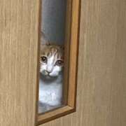 ヒメ日記 2025/11/05 00:37 投稿 あお 夢幻（むげん）