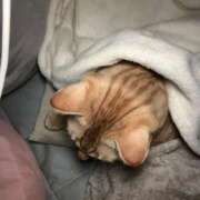 ヒメ日記 2026/01/18 19:12 投稿 あお 夢幻（むげん）