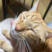 ヒメ日記 2026/01/26 19:35 投稿 あお 夢幻（むげん）