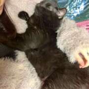 ヒメ日記 2026/03/07 09:12 投稿 あお 夢幻（むげん）