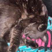 ヒメ日記 2026/04/05 00:12 投稿 あお 夢幻（むげん）