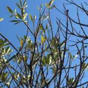 ヒメ日記 2025/12/10 12:18 投稿 櫻木 ねる スタイリッシュ秘書