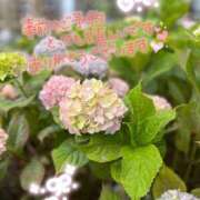 ヒメ日記 2025/07/09 00:25 投稿 ことね ほぐし家