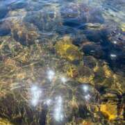 ヒメ日記 2025/08/28 12:44 投稿 雲瀬琥珀 プレジデントクラブ