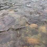 ヒメ日記 2025/10/05 09:03 投稿 雲瀬琥珀 プレジデントクラブ