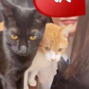 ヒメ日記 2025/03/26 14:49 投稿 渋谷みく 一夜妻