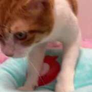 ヒメ日記 2025/07/16 11:39 投稿 渋谷みく 一夜妻