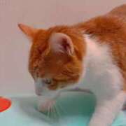 ヒメ日記 2025/08/10 15:25 投稿 渋谷みく 一夜妻