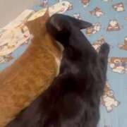 ヒメ日記 2025/08/28 09:59 投稿 渋谷みく 一夜妻