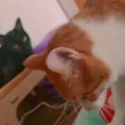 ヒメ日記 2025/09/09 13:32 投稿 渋谷みく 一夜妻