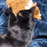 ヒメ日記 2025/12/14 23:16 投稿 渋谷みく 一夜妻